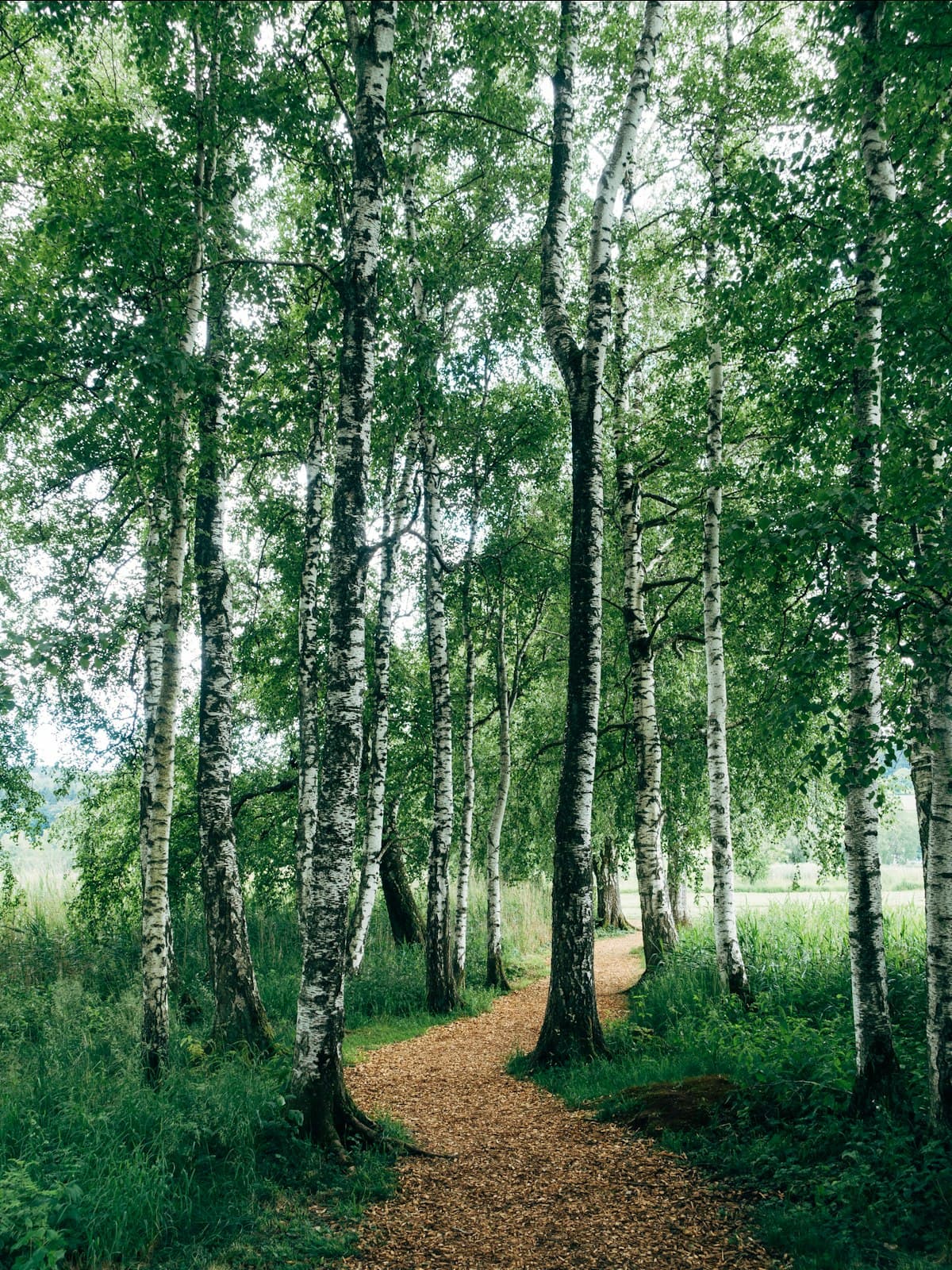 Sunlit birch forest in summer
